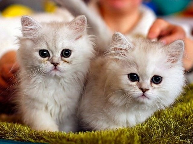 Породы кошек в Луховицах | ЗооТом портал о животных