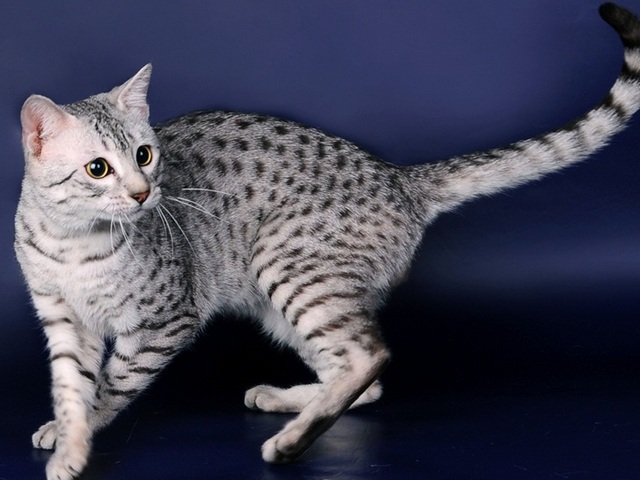 Породы кошек в Луховицах | ЗооТом портал о животных