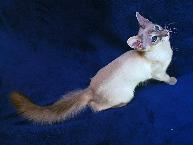 Выведенные породы кошек в Луховицах | ЗооТом портал о животных