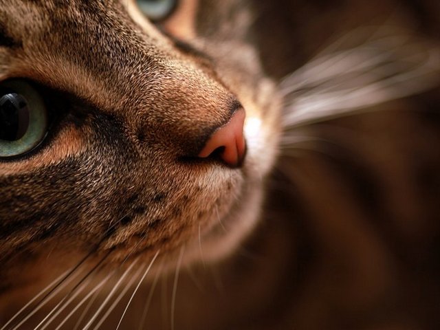 Статьи о кошках в Луховицах | ЗооТом портал о животных
