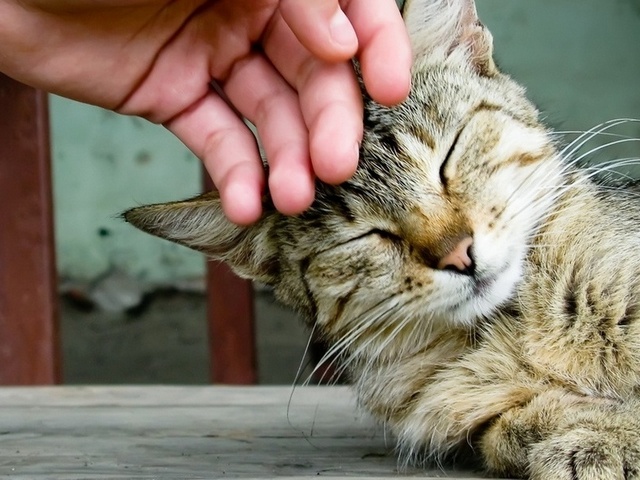 Интересные статьи о кошках в Луховицах | ЗооТом портал о животных