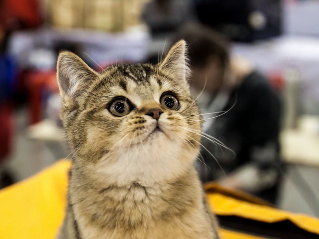 Выставки кошек в Луховицах | ЗооТом портал о животных