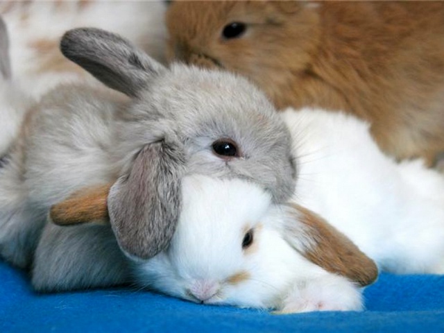 Статьи о кроликах в Луховицах | ЗооТом портал о животных