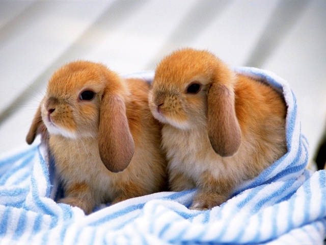 Породы кроликов в Луховицах | ЗооТом портал о животных