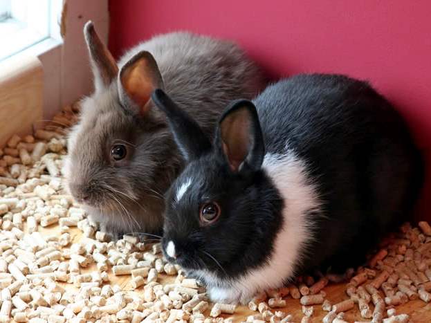 Содержание кроликов и уход за ними в Луховицах | ЗооТом портал о животных