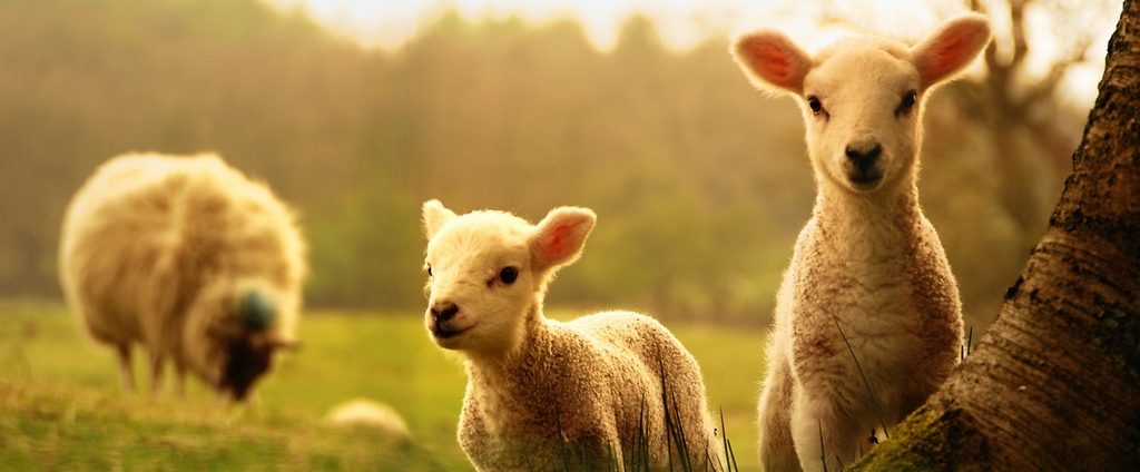 Объявления о сельскохозяйственных животных | ЗооТом - продажа, вязка и услуги для животных в Луховицах