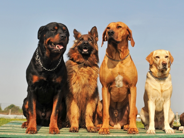 Крупные породы собак в Луховицах | ЗооТом портал о животных