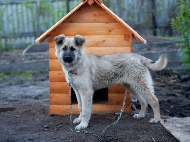 Все о собаках в Луховицах