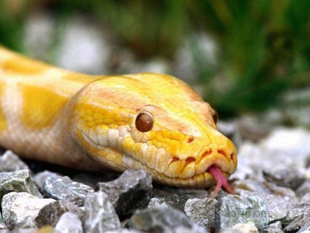 Породы змей в Луховицах | ЗооТом портал о животных