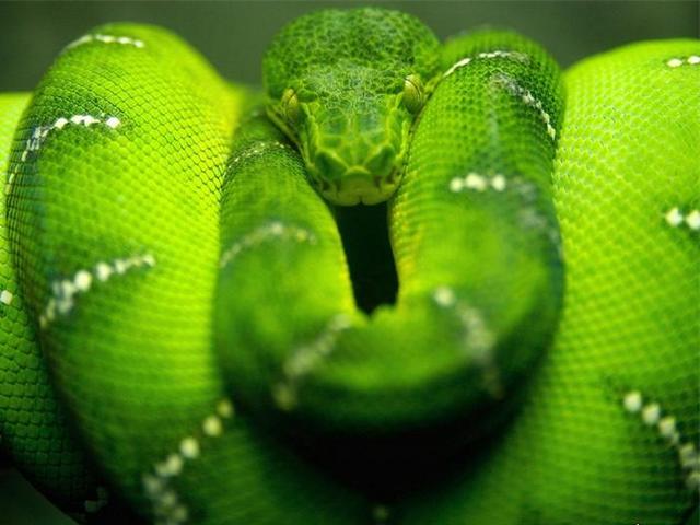 Породы змей в Луховицах | ЗооТом портал о животных